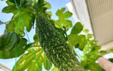 週末は趣味の菜園でリフレッシュ★